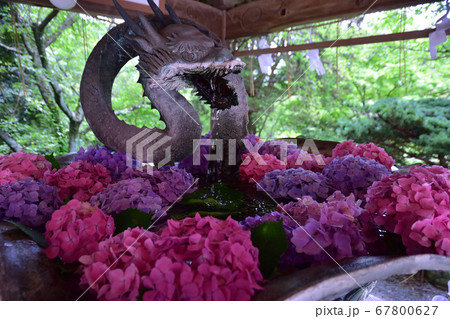 宮地嶽神社の花手水 宮地嶽神社の花手水 67800627