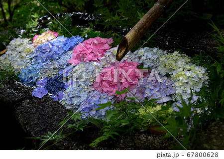 宮地嶽神社の花手水 宮地嶽神社の花手水 67800628