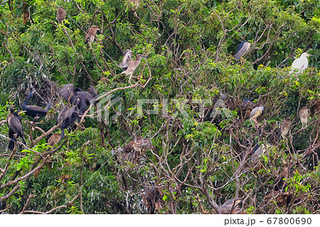 カワウとゴイサギとダイサギ（シラサギ）のコロニー（群れ） 67800690