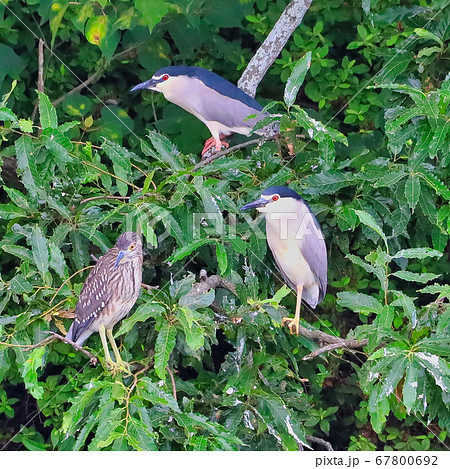 枝にとまるゴイサギとホシゴイ 67800692