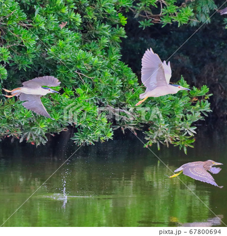 池を飛ぶゴイサギとホシゴイ 67800694