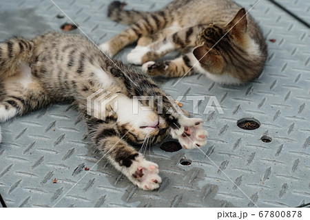 梅雨の晴れ間にまったり過ごす子猫 67800878