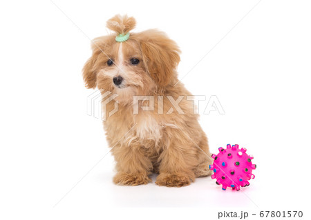 Little puppy maltipoo and ball Little puppy maltipoo and ball 67801570