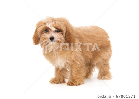 Little puppy maltipoo Little puppy maltipoo 67801571