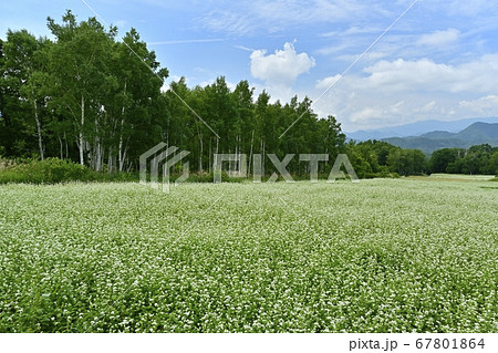 会津高原高杖原の花咲くソバ畑に白樺林 会津高原高杖原の花咲くソバ畑に白樺林 67801864
