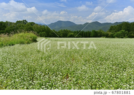 会津高原高杖原の花咲くソバ畑 67801881