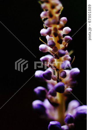 雨の花びら 雨の花びら 67801889