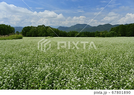 会津高原高杖原の花咲くソバ畑 会津高原高杖原の花咲くソバ畑 67801890