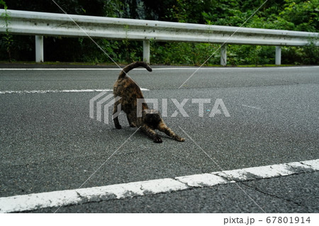 錆柄野良猫の梅雨の晴れ間でリフレッシュ体操 67801914