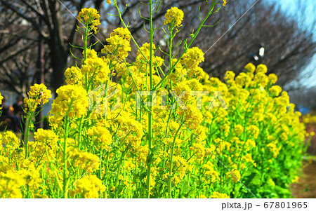 菜の花畑の風景 菜の花畑の風景 67801965