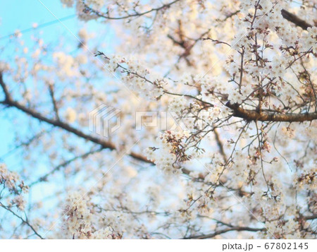桜並木の一部 67802145