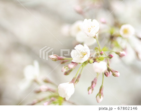 桜の咲き始め 桜の咲き始め 67802146