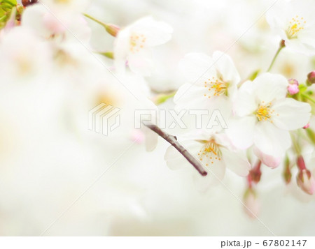 白い桜のアップ 白い桜のアップ 67802147