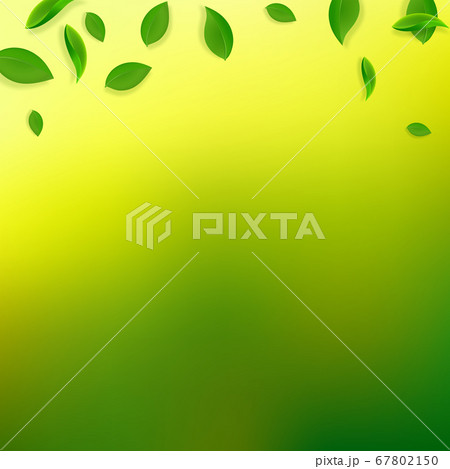 Falling green leaves. Fresh tea chaotic leaves fly Falling green leaves. Fresh tea chaotic leaves fly 67802150