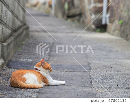 広島県 尾道の裏路地にいた茶色と白の猫 67802152