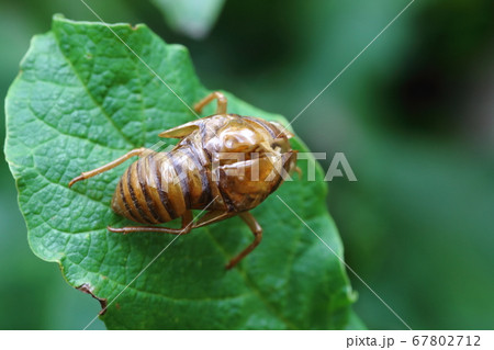 セミの抜け殻 67802712