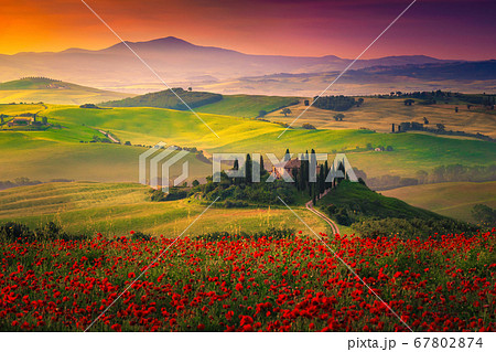 Stunning red poppies blossom on meadows in Tuscany, Pienza, Italy Stunning red poppies blossom on meadows in Tuscany, Pienza, Italy 67802874
