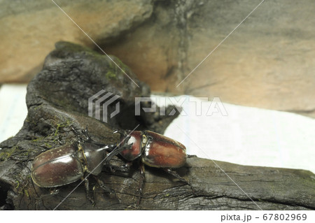 流木の上にいる2匹のカブトムシ 流木の上にいる2匹のカブトムシ 67802969