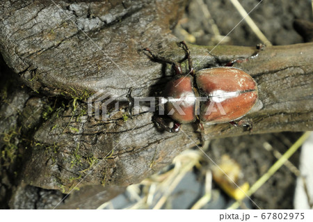 木に掴まる赤褐色のかっこいいカブトムシの写真素材