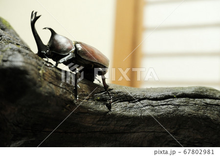 日本の部屋で木に掴まるカブトムシの写真素材