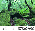 苔の茂る浅霧の森の中 67802990