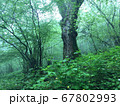 苔の茂る浅霧の森の中 67802993