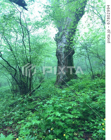 苔の茂る浅霧の森の中 67802994