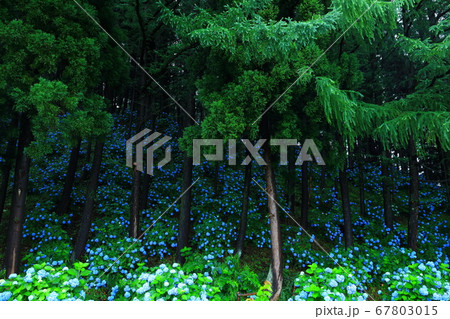 岩手県雫石町 紫陽花の郷の森 岩手県雫石町 紫陽花の郷の森 67803015