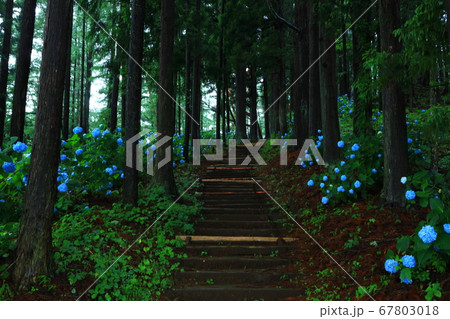 岩手県雫石町　紫陽花の郷の森 67803018