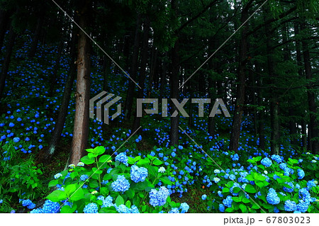 岩手県雫石町 紫陽花の郷の森 岩手県雫石町 紫陽花の郷の森 67803023