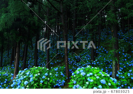 岩手県雫石町 紫陽花の郷の森の写真素材