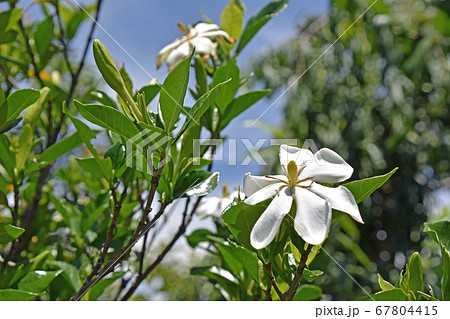 クチナシの花 67804415