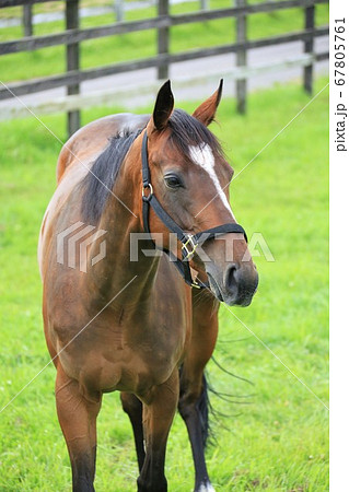 馬・サラブレッド 67805761