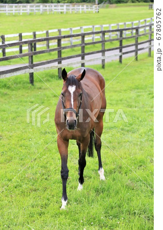馬・サラブレッド 67805762