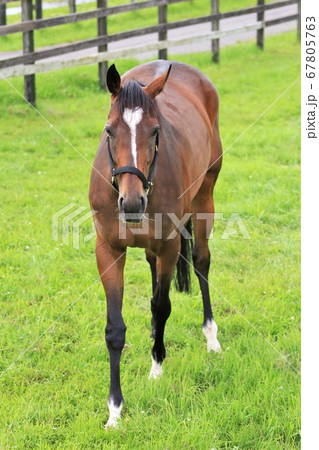 馬・サラブレッド 67805763