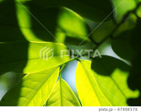 blur organic green plant leaves shallow depth of field under natural sunlight and dark environment in home garden outdoor for peaceful mood backdrop or background 67806578