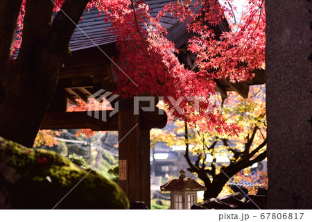 明石寺の紅葉 67806817