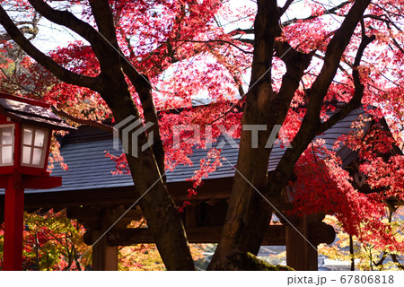 明石寺の紅葉 67806818