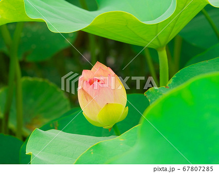 津市白山町二俣　蓮の棚田　咲き掛けの蓮の花 67807285