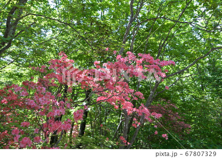 那須のツツジ 67807329