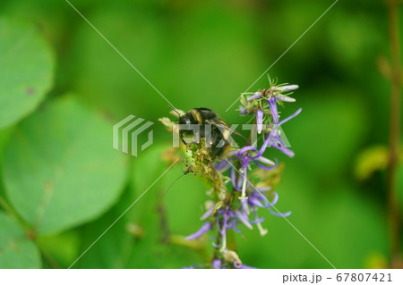 シデシャジンの蜜を吸うオオマルハナバチの雌 67807421