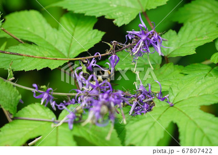 シデシャジンの蜜を吸うオオマルハナバチの雌 シデシャジンの蜜を吸うオオマルハナバチの雌 67807422