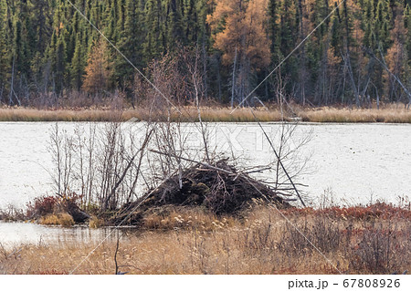ビーバーのダムBeaver Dam in Buffalo National Park, Canada 67808926