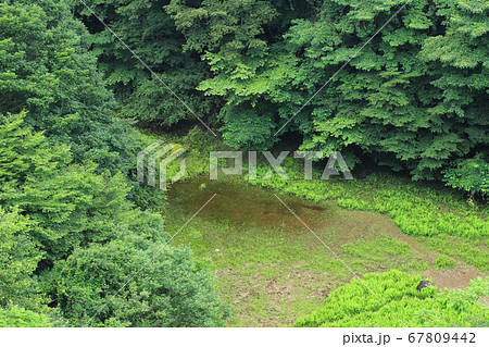 幻の赤池　富士山麓 67809442