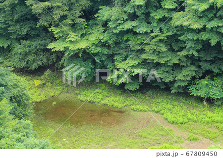 幻の赤池　富士山麓 67809450