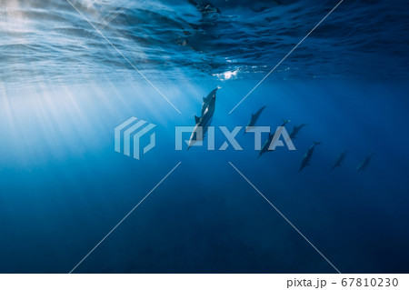 Family of Spinner dolphins in tropical blue ocean with sunlight. Dolphins in underwater 67810230