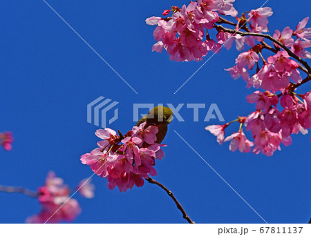 桜とめじろ 桜とめじろ 67811137