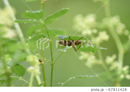 カミキリムシ カミキリムシ 67811428