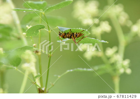 カミキリムシ カミキリムシ 67811429