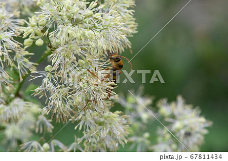 カミキリムシ カミキリムシ 67811434